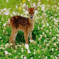 Beautiful deer