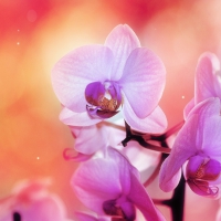 Beautiful Orchids