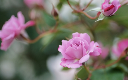 My Favorite Color - flowers, beautiful, purple, rose