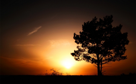 Sunset nature - hd, nature, view, sun, tree, sunset