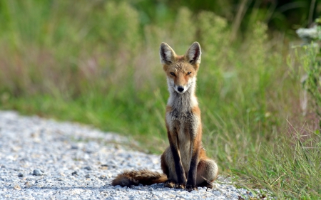 Fox - tail, fox, nature, red, animal