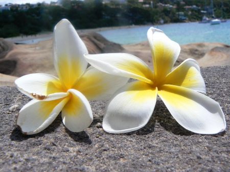 Plumerias on the Beach - yellow, plumeria, beach, island, hawaii, polynesia, sand, south pacific, flowers, exotic, hawaiian, frangipani, beautiful, sea, ocean, islands, white, tropical, rocks