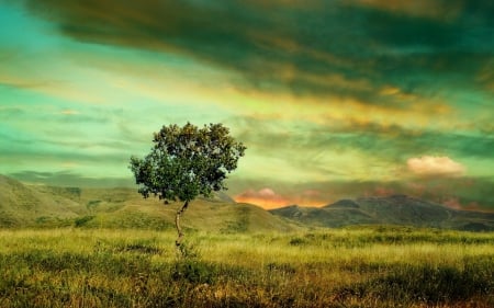 lonely tree on the savannah - rain, clouds, savannah, tree, mountains, grass