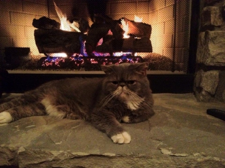 kitty by the fireplace - cats, fireplace, animals, kitty