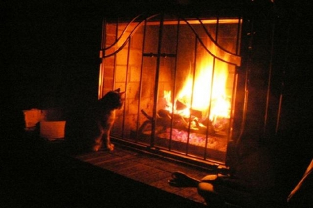 kitty by the fireplace