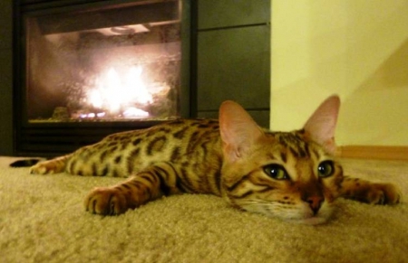 kitty by the fireplace