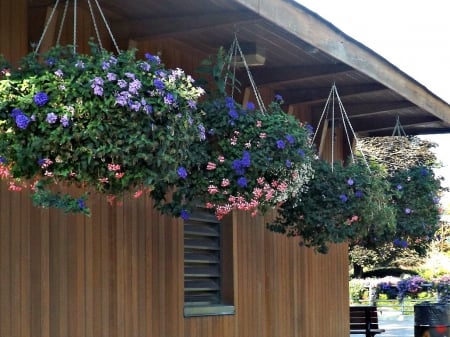 beautiful potted delicates - potted flowers, flowers, blossoms, hanging baskets