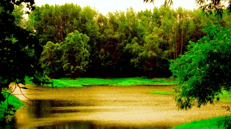 GOLDEN LAKE - lake, forest, water, golden