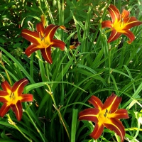 lillies