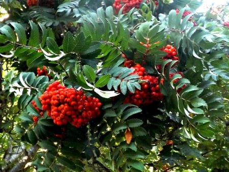 the reddest berries - green, tree, berries, foilage