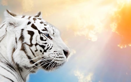 Tiger - CATS, NATURE, BEAUTY, ANIMALS