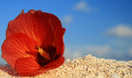 Flower on Beach - hibiscus, ocean, beach, islands, paradise, tropical, hawaii, exotic, red, beautiful, island, hawaiian, sea, sand, flower, poppy