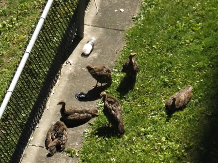 wild baby turkeys - babies, fowl, turkeys, wild