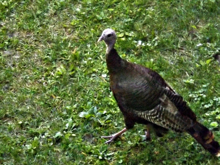 wild mamma turkey - turkey, fowl, green, wild turkey, wild