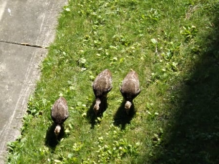 wild baby turkeys - babies, wild turkeys, fowl, wild