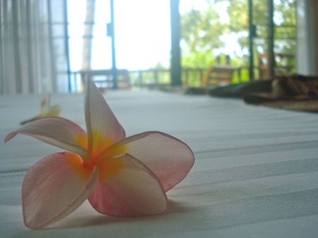 Soft Plumeria on Cotton Sheets - bed, room, hotel, bora bora, atoll, romance, plumeria, cotton, frangipani, soft, islands, tropical, exotic, luxury, sheets, pink, island, bedroom, tahiti, flower