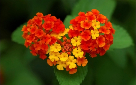 *** Beautiful flowers *** - flowers, red, flower, nature