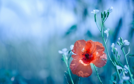 *** Red and blue *** - red, flower, flowers, and, nature, blue