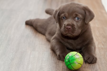 *** Labrador puppy **