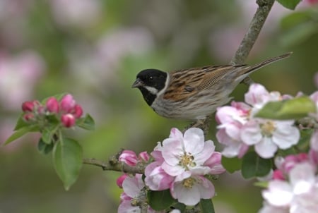 *** Bird and flowers *** - animal, animals, bird, birds