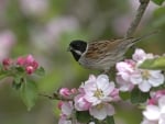 *** Bird and flowers ***