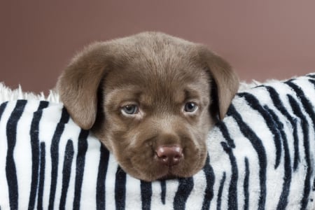 *** Labrador puppy ***