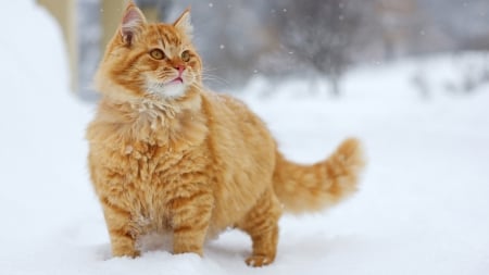 *** Cat and snow *** - cats, animal, animals, cat