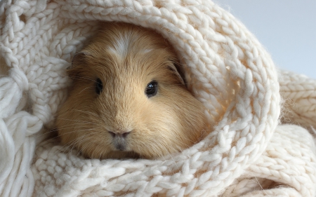 *** Guinea pig *** - pig, animal, animals, guinea