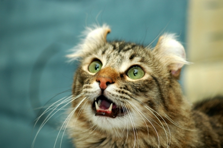 American Curl - curled ears, lovely, purebred, cat