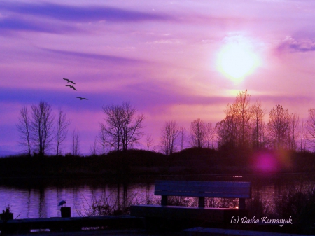 Upcoming Spring - sky, spring, purple, nature