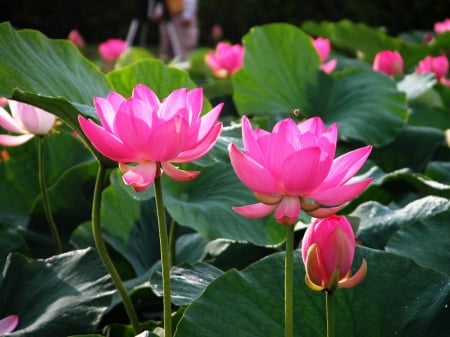 Bright Pink Lotus - lotus, flower, pink, photography, nature