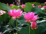 Bright Pink Lotus