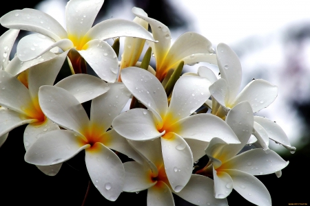 Flowers - flowers, white flowers, nature, photography