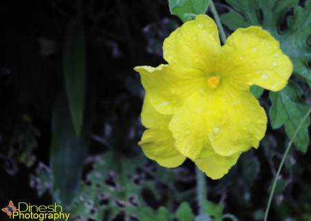 Yellow Flowers - nature, yellow flowers, photography, flowers, flower photography