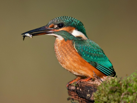 Kingfisher - fish, nature, kingfisher, bird