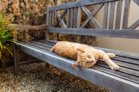 Cat - sleepy, cute, beautiful, cat, sleeping, kitty, cats, hat, cat face, paws, face, animals, pretty, beauty, sweet, kitten, lovely