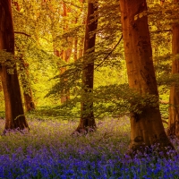 Forest trees and flowers