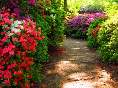 Park alley - summer, beautiful, lovely, freshness, alleys, flowers, path, colorful, nature, scent, garden, nice, park