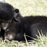 bear cubs