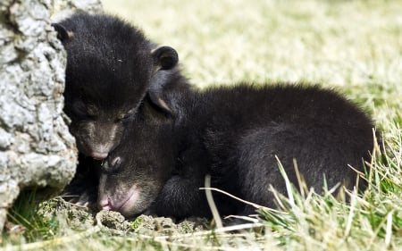 bear cubs - winter, polar bear bear cub, snow, food, love, desktop, bear, fantasy, animal, animal Black, Brown bear, grizzly, fish, art, wallpaper