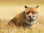 red fox