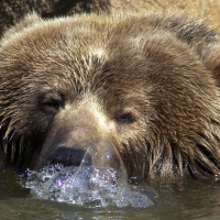 Blowing bubbles