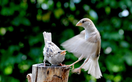 LEGENDARY DISPUTE - fight, stump, fight birds, sparrows, birds