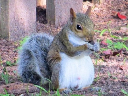 A Treat For Me - nature, squirrel, forest, animal, nut