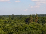 The Forest Tower, view over the woods