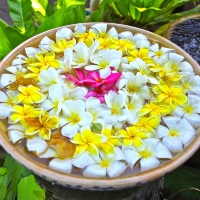 Bowl of Plumerias at a Spa