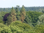 The Forest Tower, view over the woods