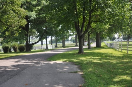 Calumet farm - green, serene, trees, road