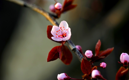 PEACH BLOSSOMS - nature, blossoms, peach, spring, flower