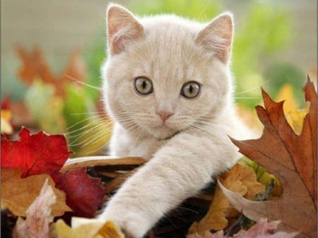 kitty on  a fall leaves - fall, autumn, kitty, leaves, basket, kitten